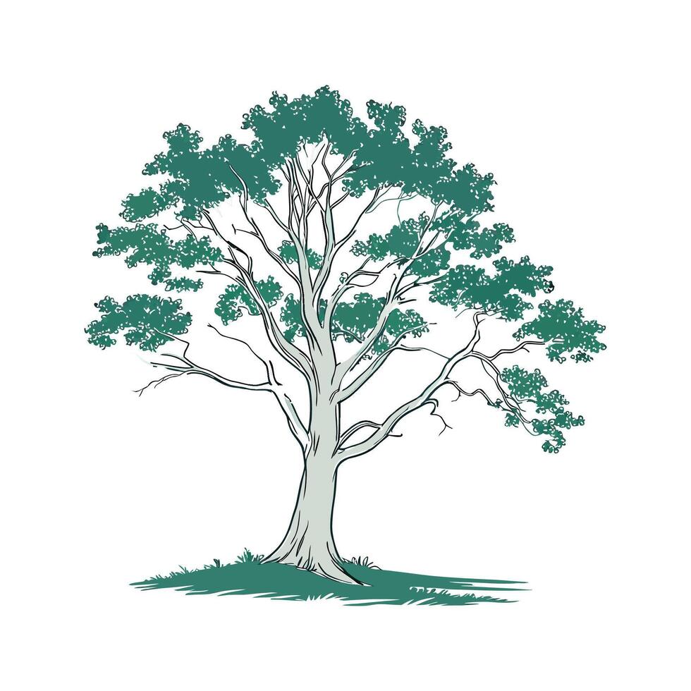 American Beech Tree Outline for Unique Illustrations vector