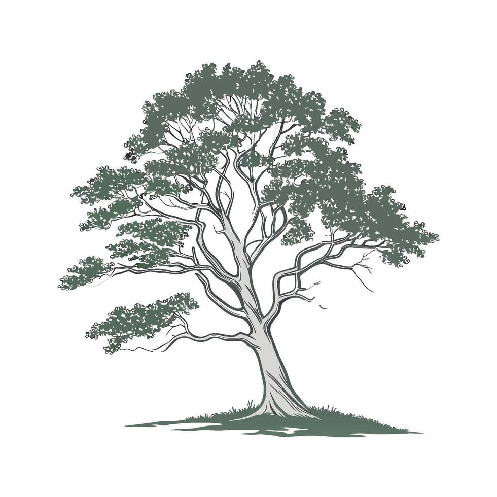 Stylish American Beech Tree Bold Outline Art vector