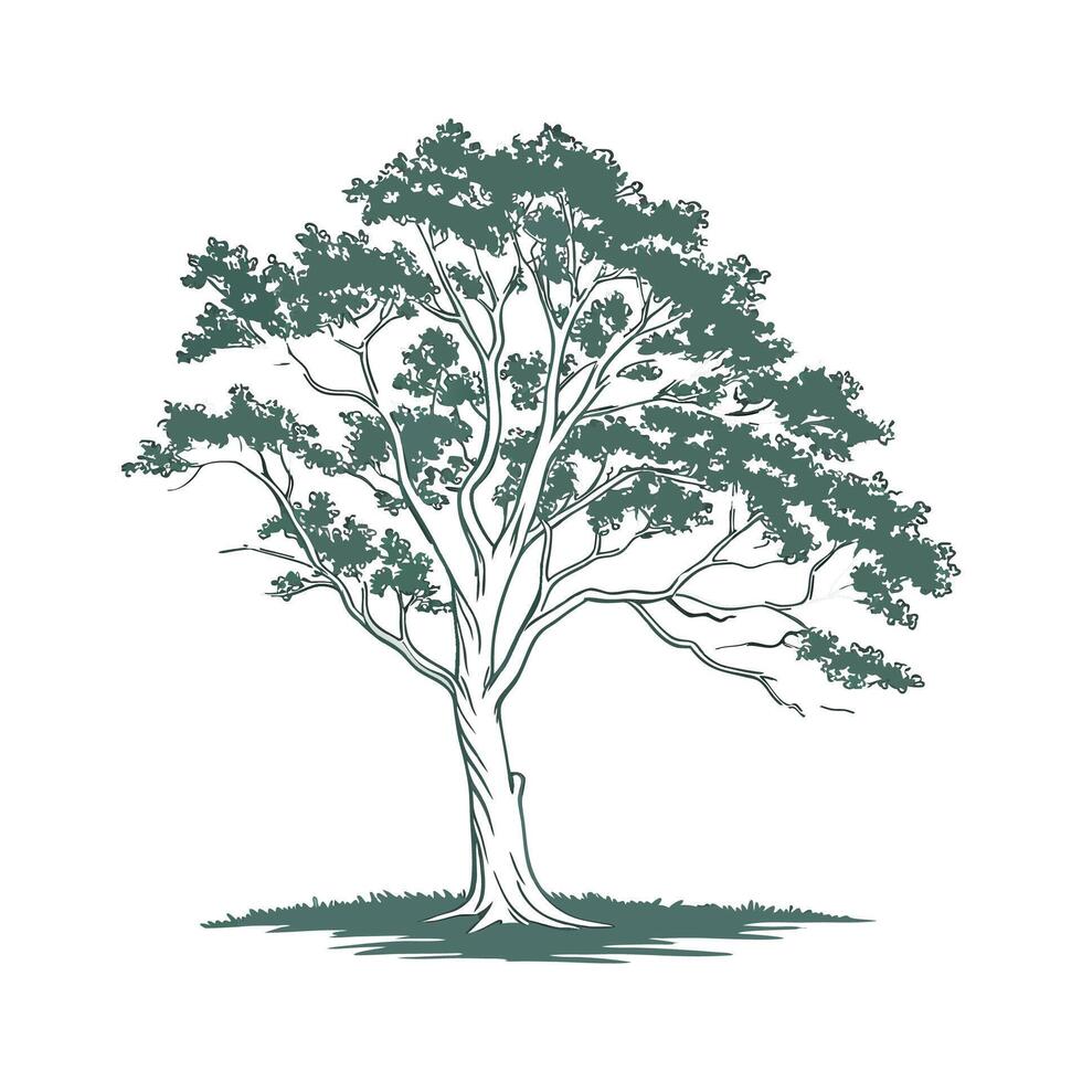 Charming American Beech Tree Outline for Design vector