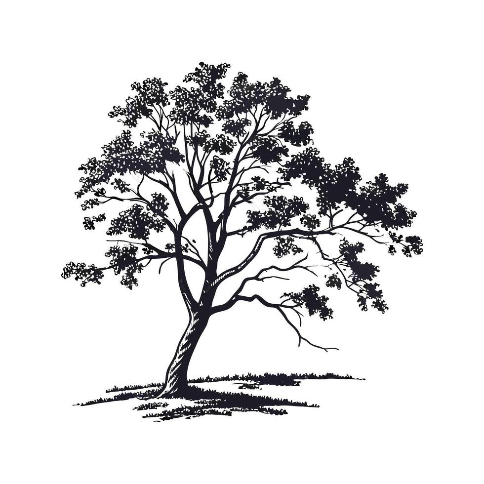 Realistic Arizona Walnut Tree Bold Outline for Unique Art vector