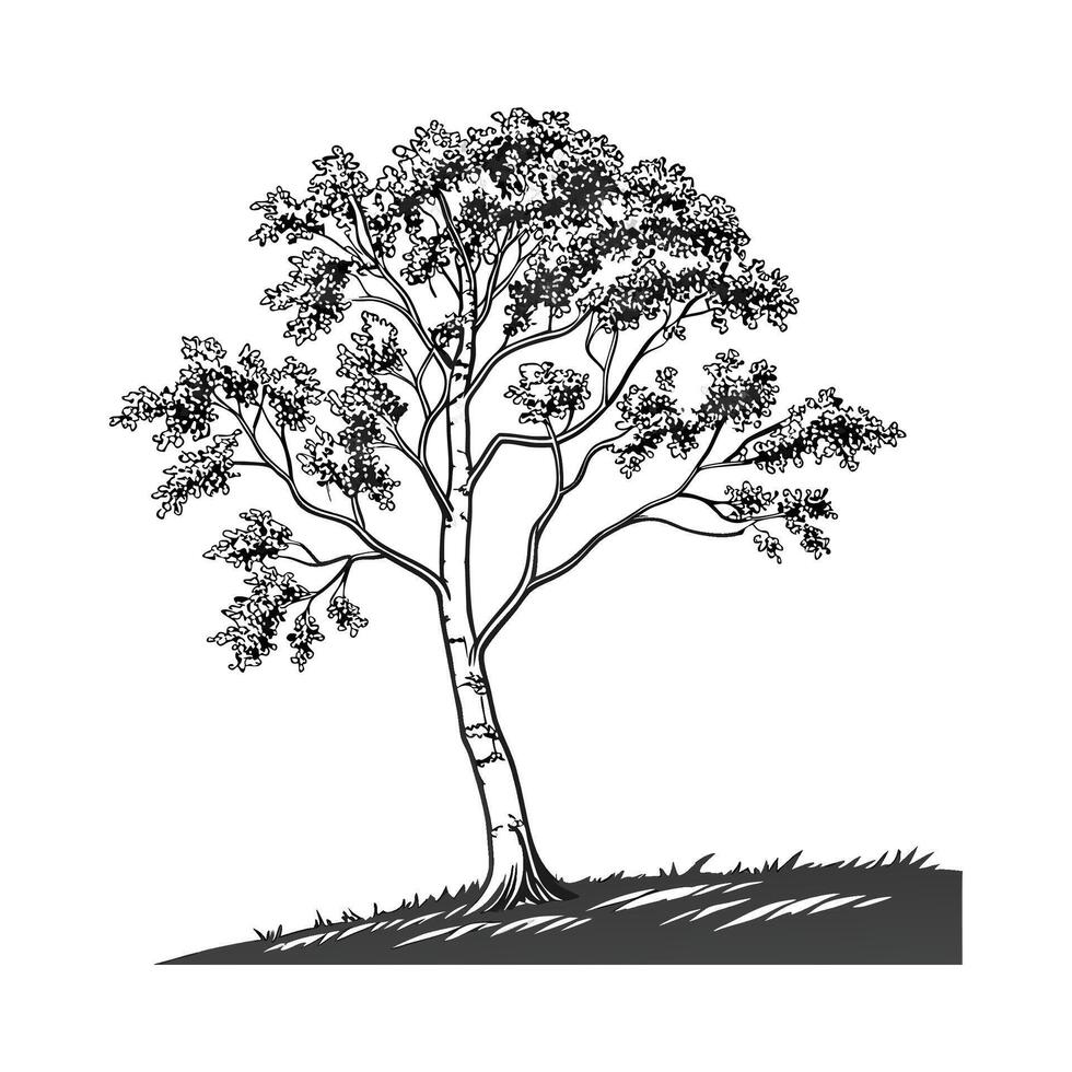 Realistic Birch Tree Bold Outline Design for Art vector