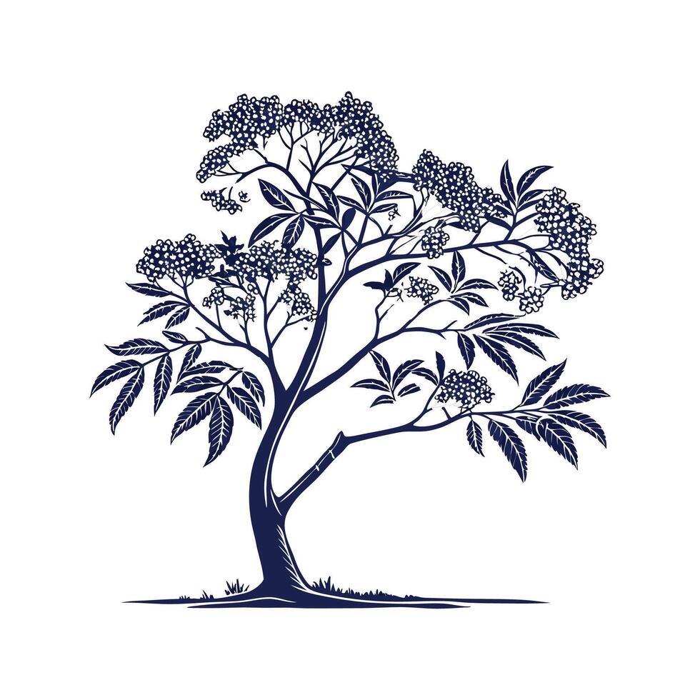 Charming Blue Elderberry Tree Outline for Art vector