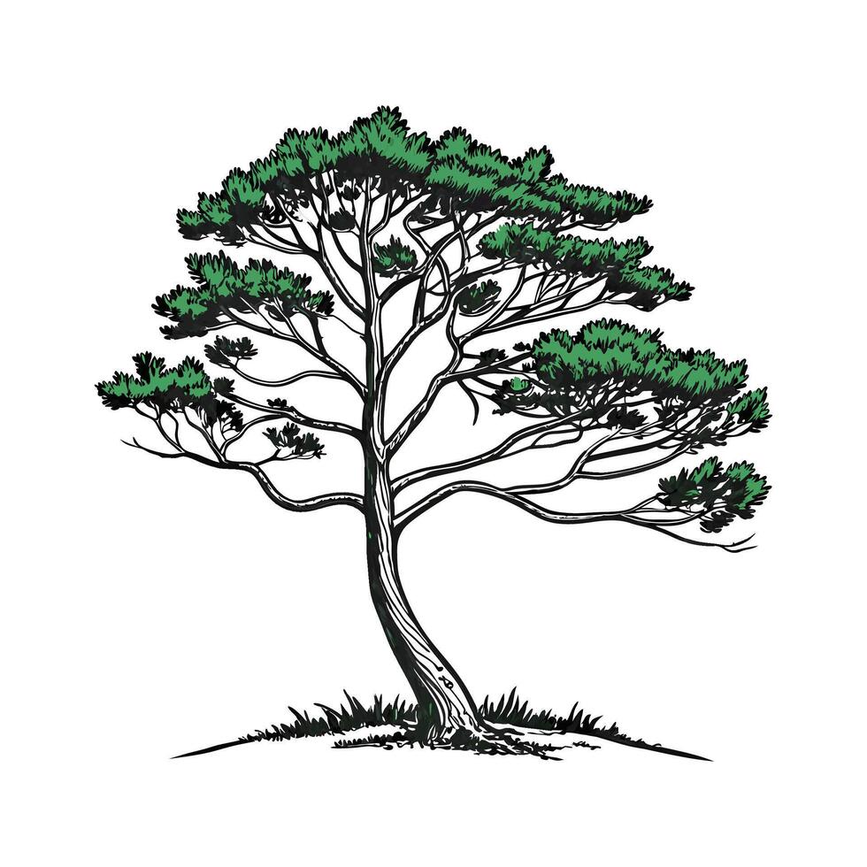 Realistic Brazilian Pine Tree Bold Outline for Unique Art vector