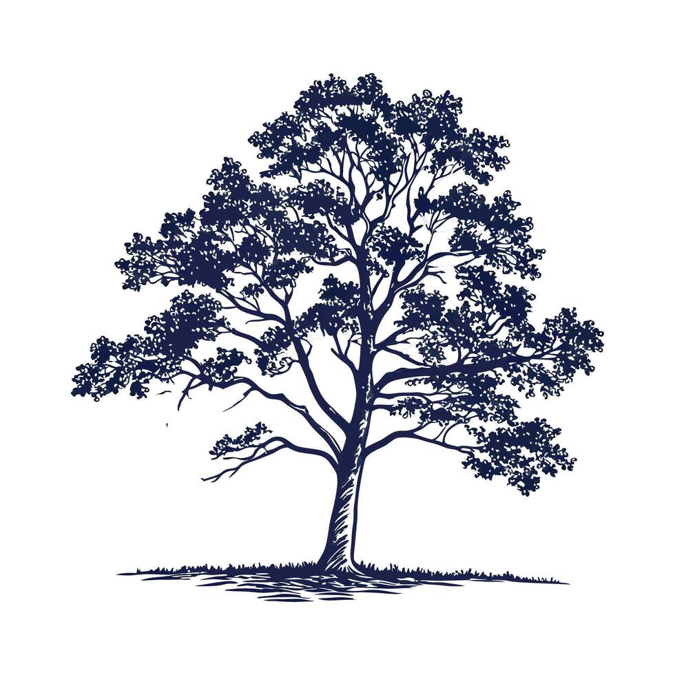 Butternut Hickory Tree Outline for Unique Illustrations vector