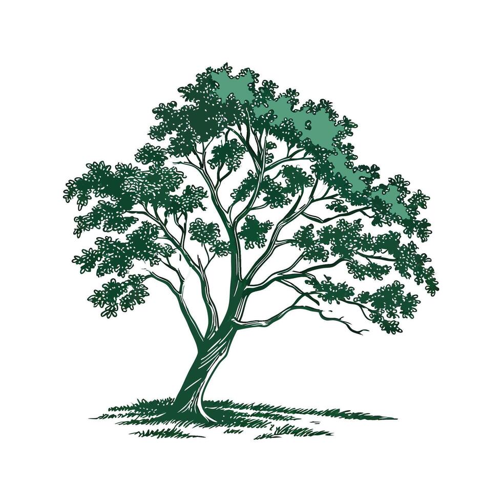 Charming Chinese Pistache Tree Outline for Design vector