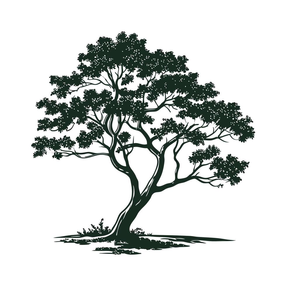 Stylish Chinese Pistache Tree Bold Outline Art vector