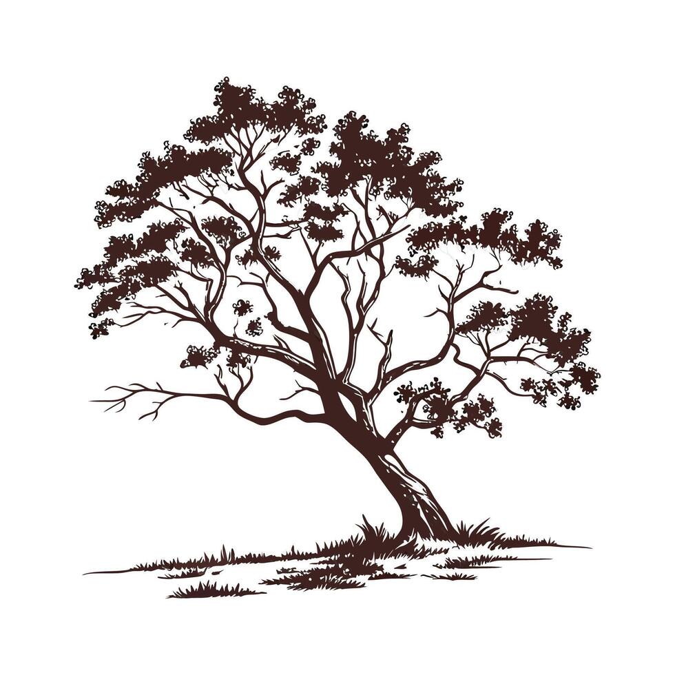 Charming Chinese Sandalwood Tree Outline for Design vector