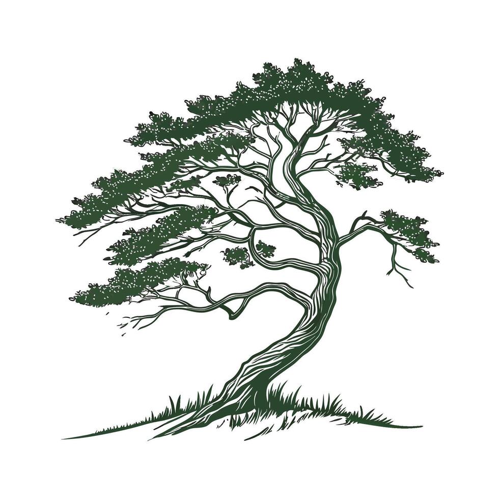 Realistic Eastern Hemlock Tree Bold Outline for Art vector