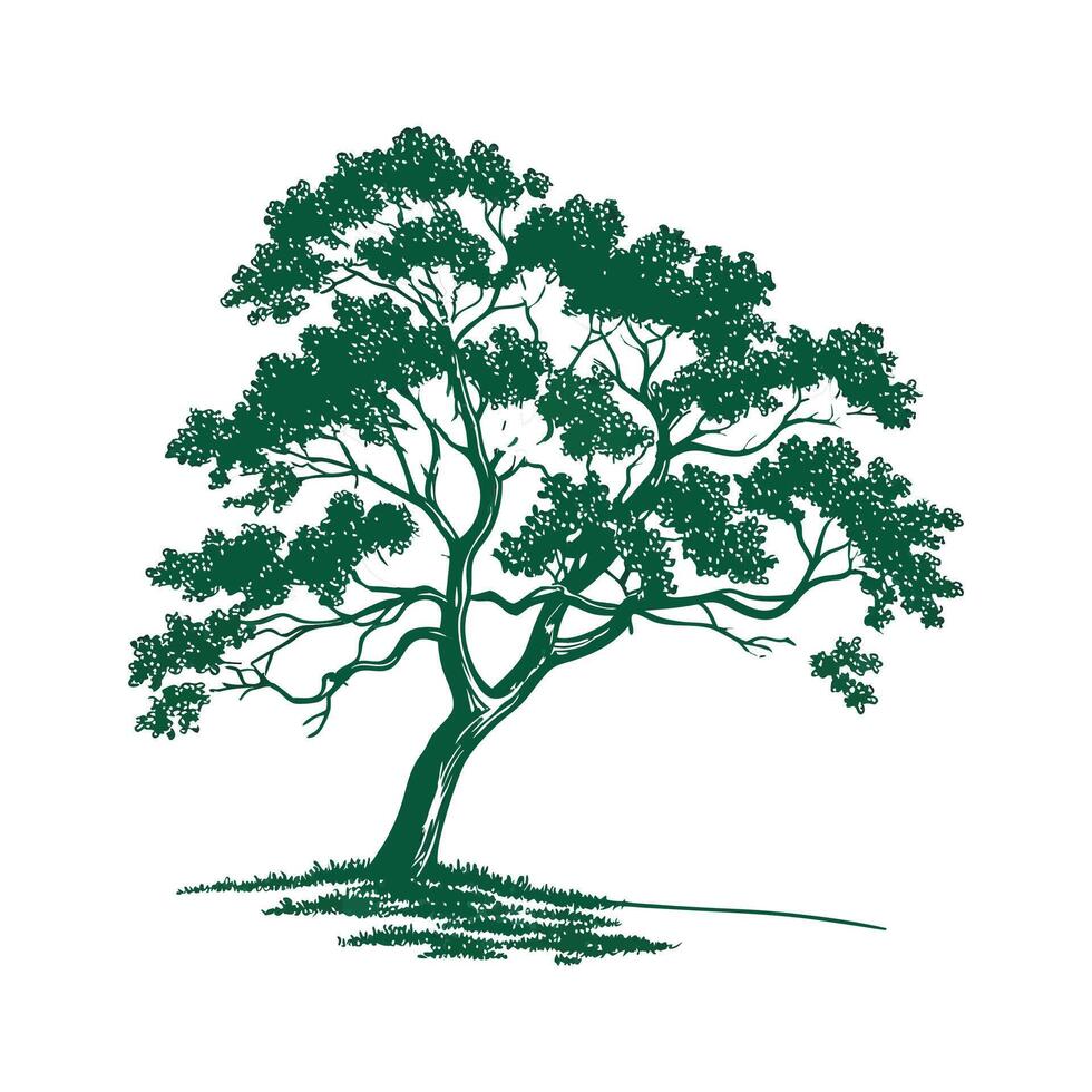 Charming Eastern Cottonwood Tree Outline for Design vector
