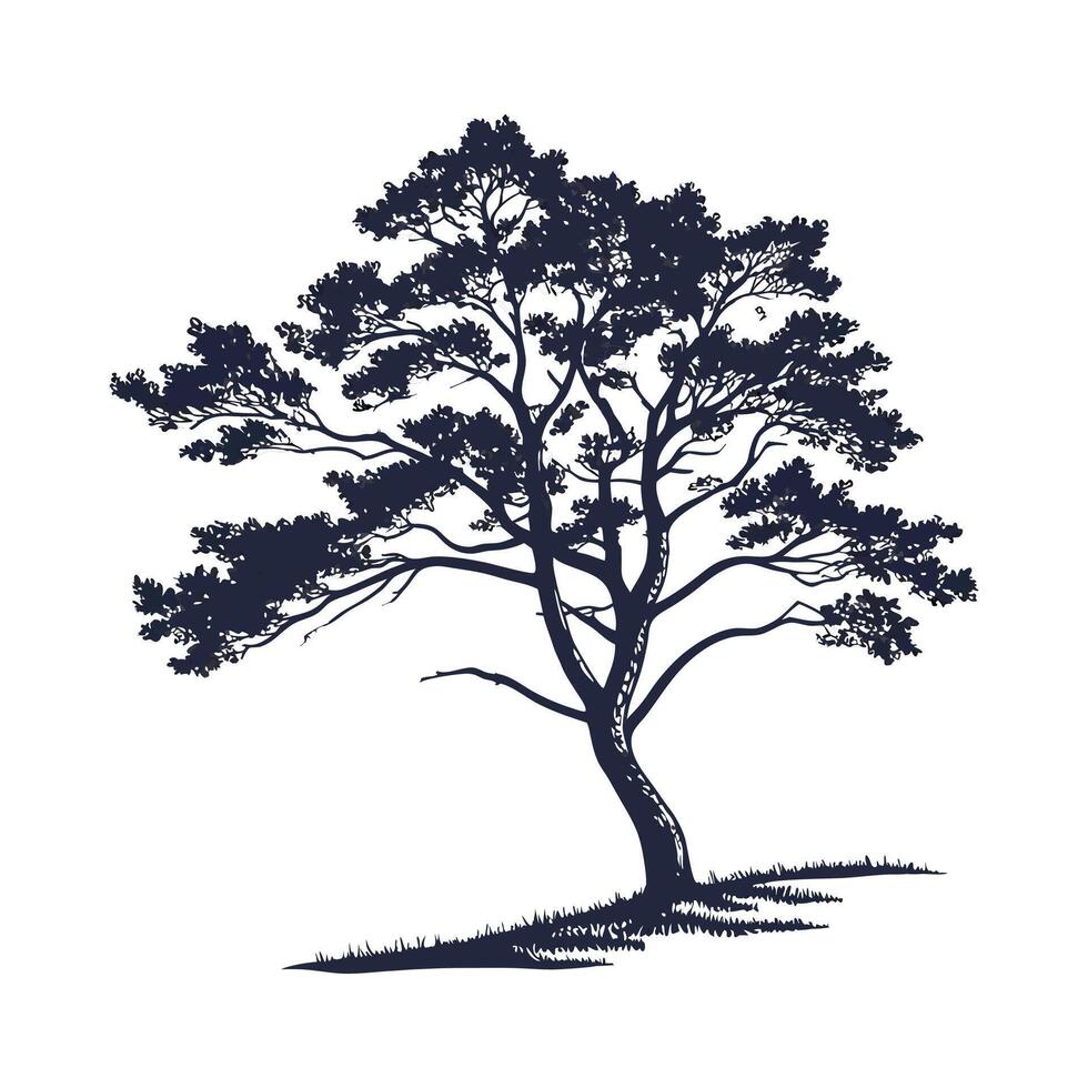 Realistic Eastern White Cedar Tree Bold Outline for Unique Art vector