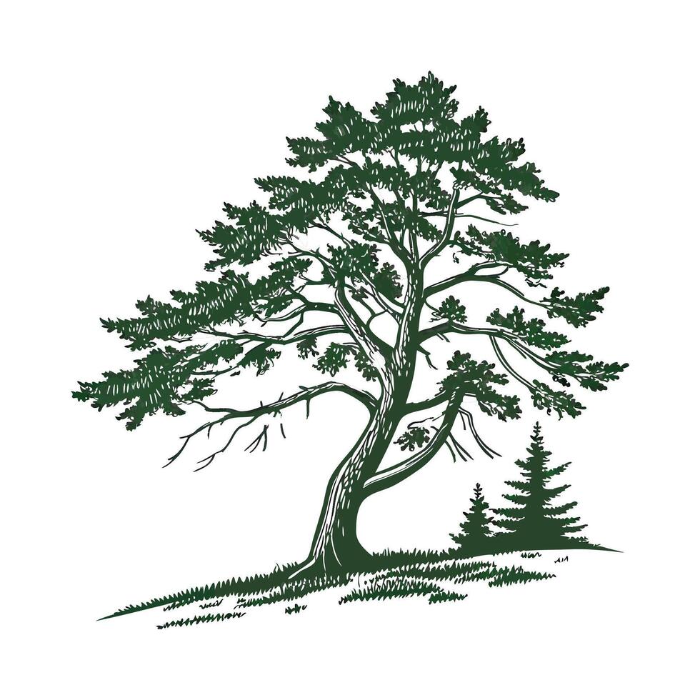 Charming Eastern Hemlock Tree Outline for Design vector