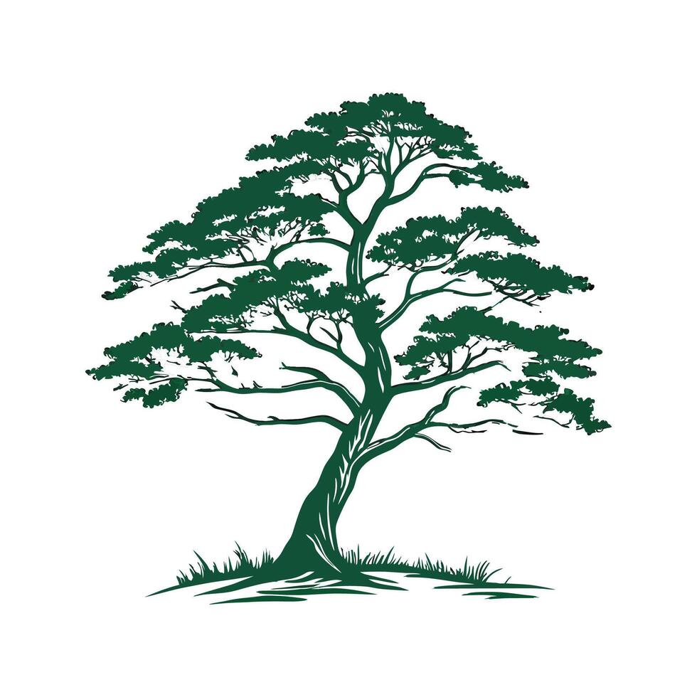 Stylish Eastern White Cedar Tree Bold Outline Art vector