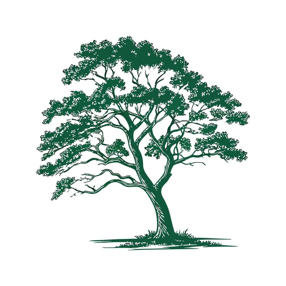 Realistic Florida Mahogany Tree Bold Outline for Unique Art vector