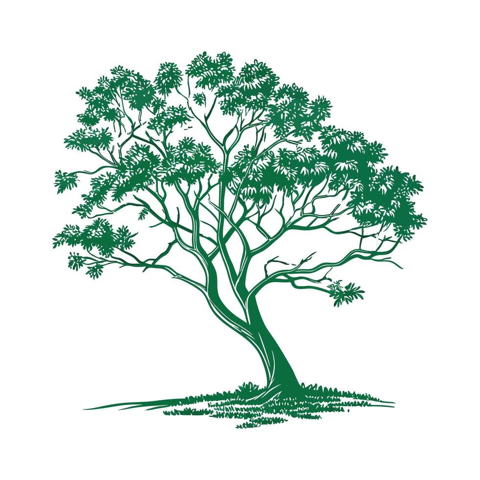 False Ashoka Tree Outline for Unique Illustrations vector