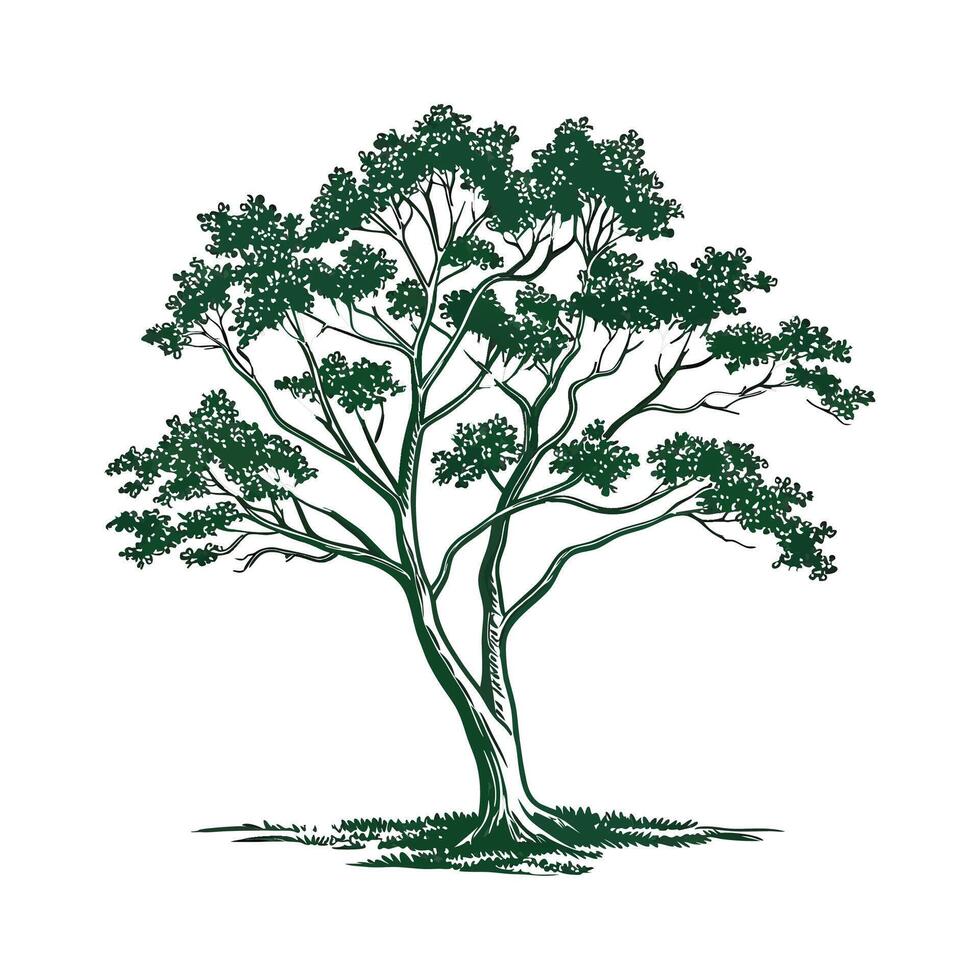 Florida Mahogany Tree Outline for Unique Illustrations vector