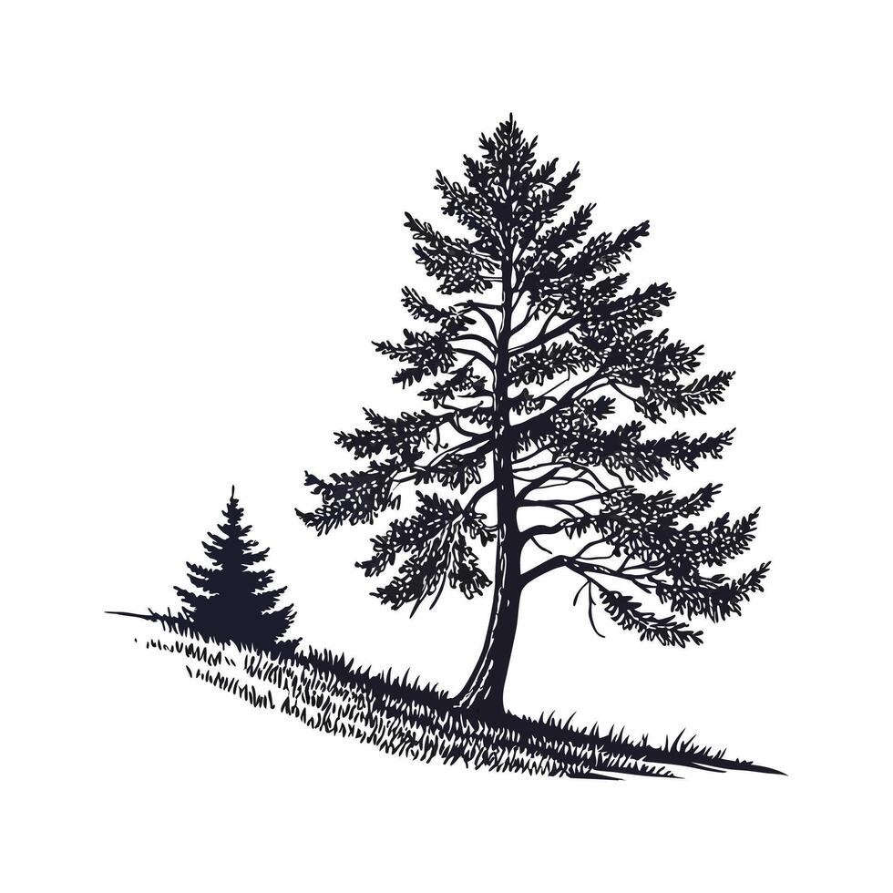 Charming Himalayan Fir Tree Outline for Design vector