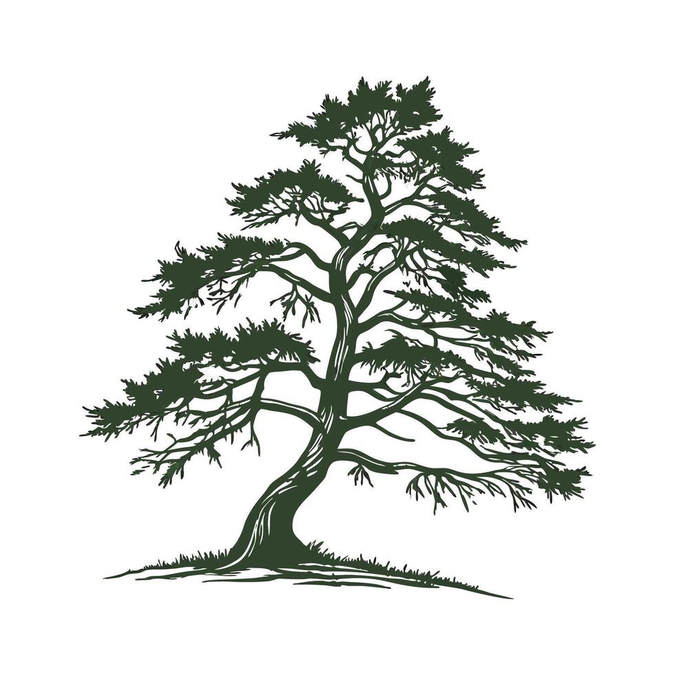 Stylish Himalayan Yew Tree Bold Outline Design vector