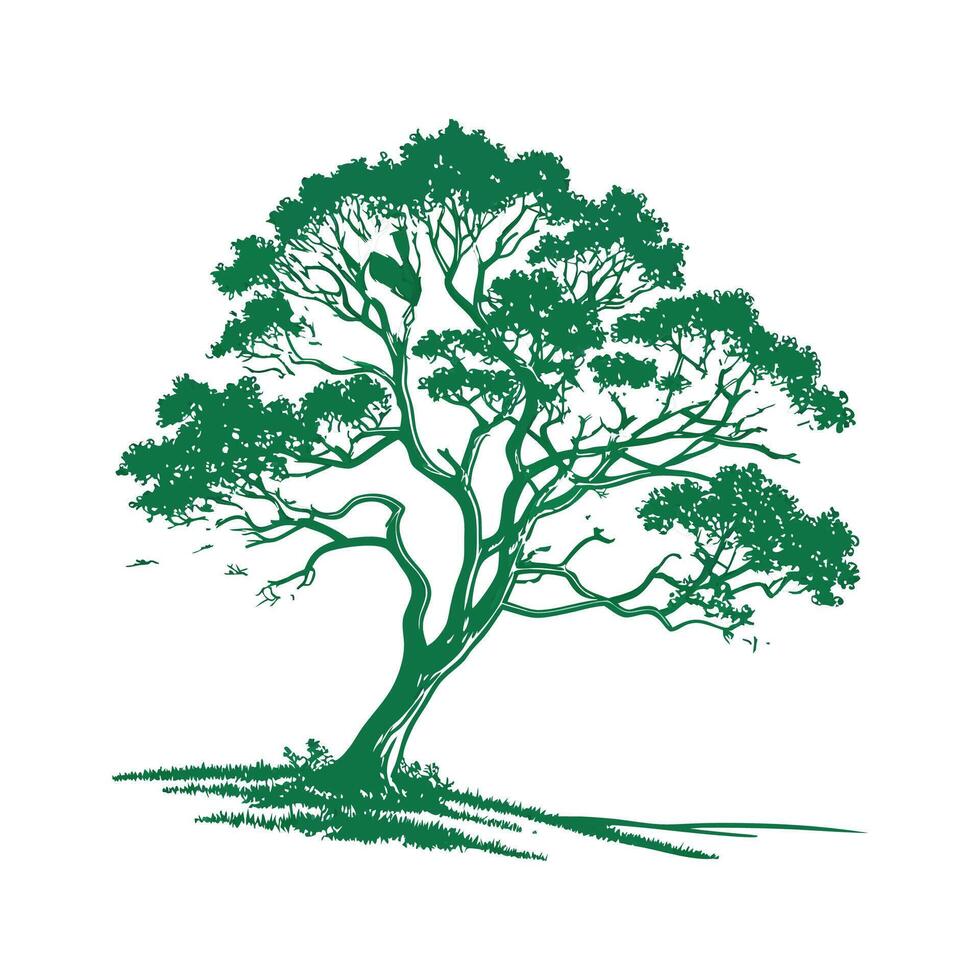 Realistic Himalayan Yew Tree Bold Outline for Unique Art vector