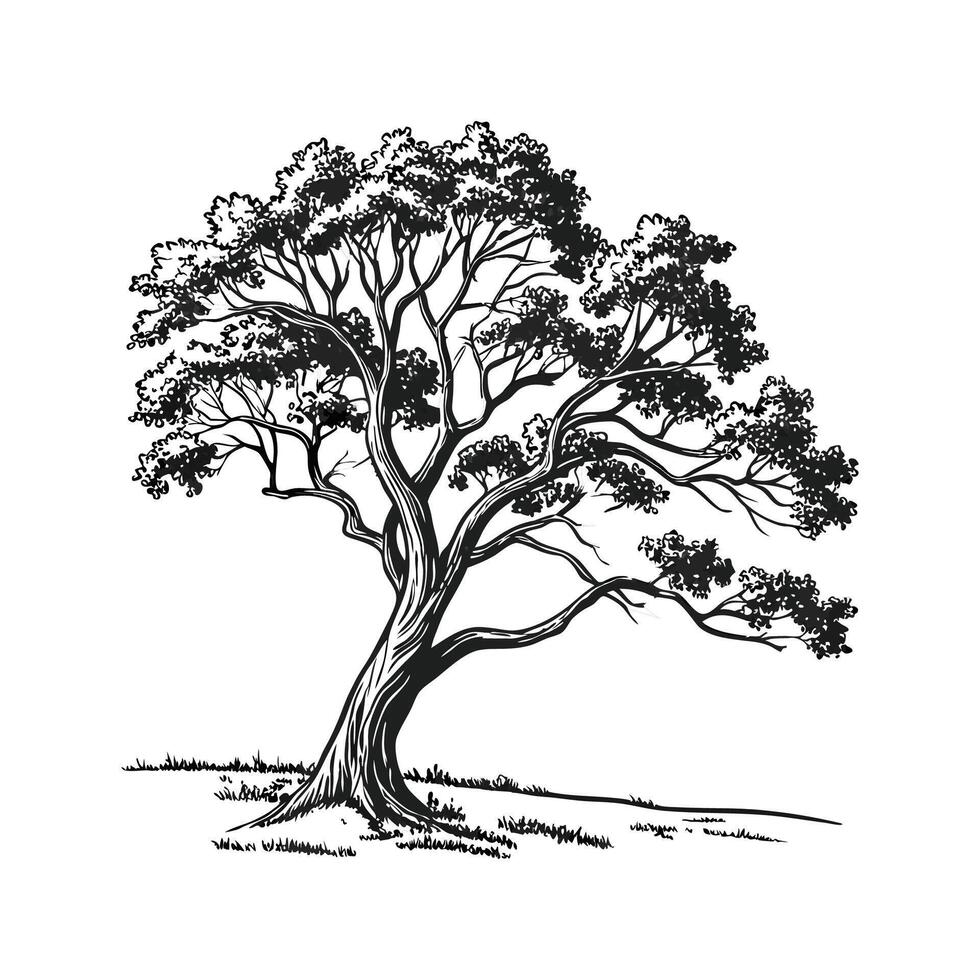 Realistic Indian Kino Wood Tree Bold Outline for Unique Art vector