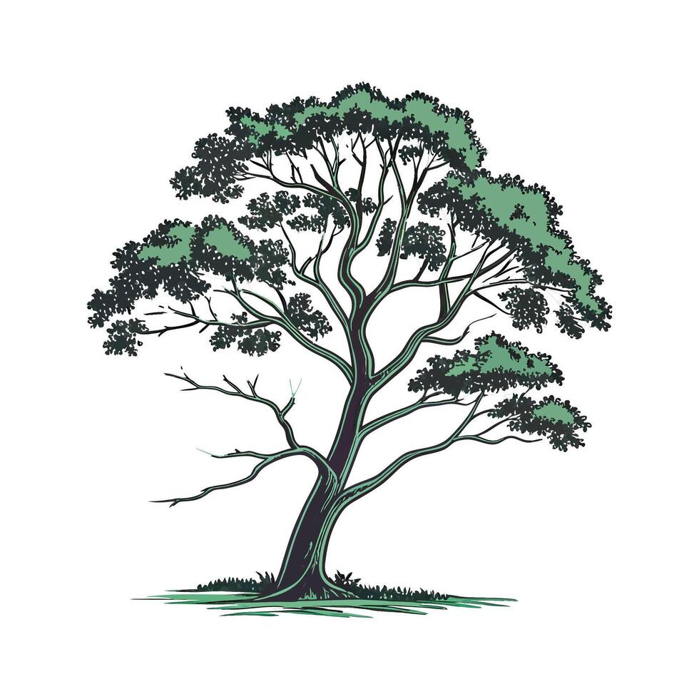 Realistic Indian Mahogany Tree Bold Outline for Art vector