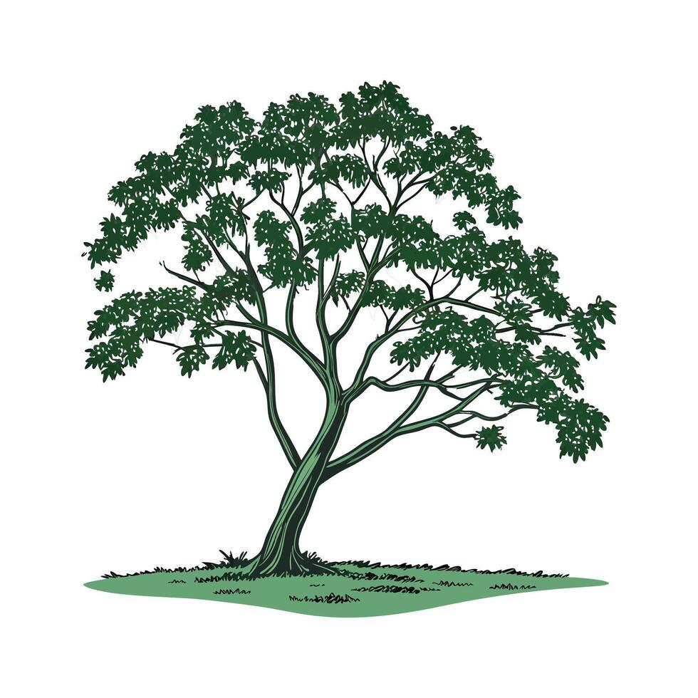 Charming Indian Sal Tree Outline for Design vector