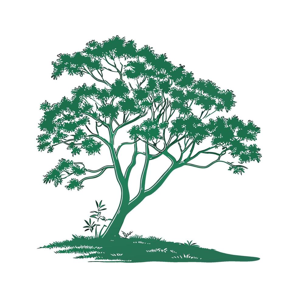 Realistic Indian Sissoo Tree Bold Outline for Unique Art vector