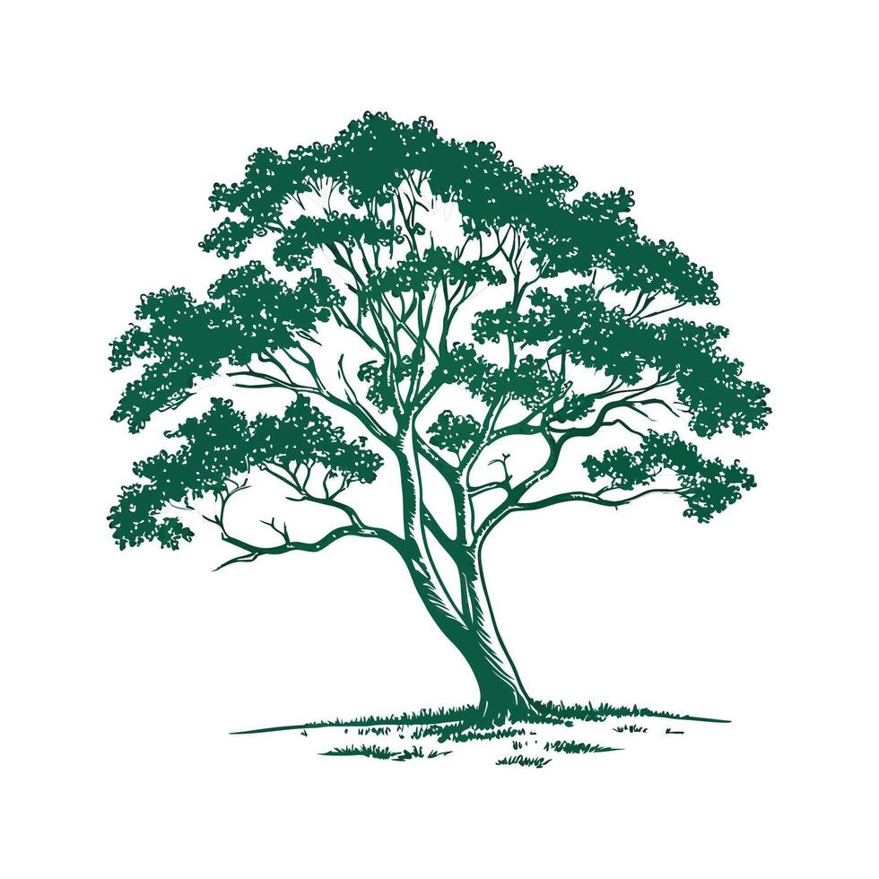 Indian Sissoo Tree Outline for Unique Illustrations vector