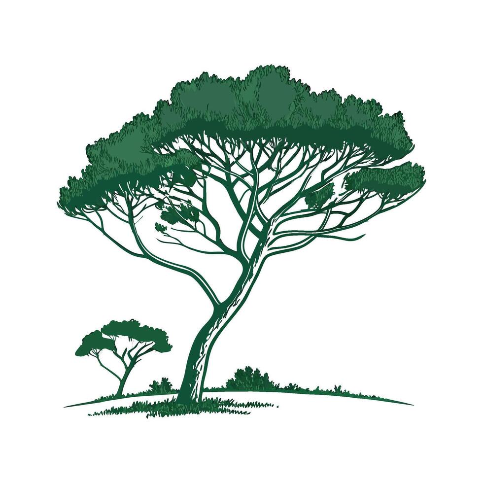 Realistic Italian Stone Pine Tree Bold Outline for Unique Art vector