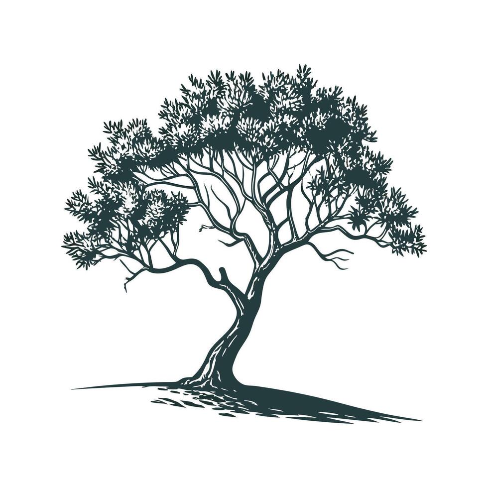 Charming Madagascar Olive Tree Outline for Design vector