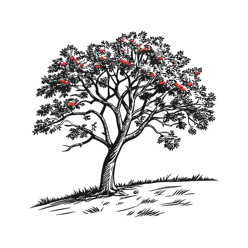 Mountain Ash Tree Outline for Unique Illustrations vector
