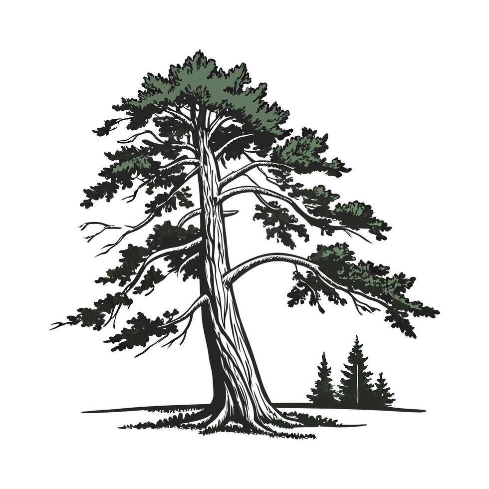 Charming Pacific Coast Redwood Tree Outline for Design vector