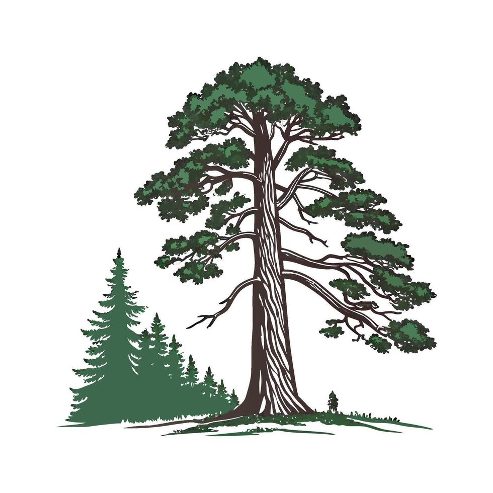Stylish Pacific Coast Redwood Tree Bold Outline Art vector