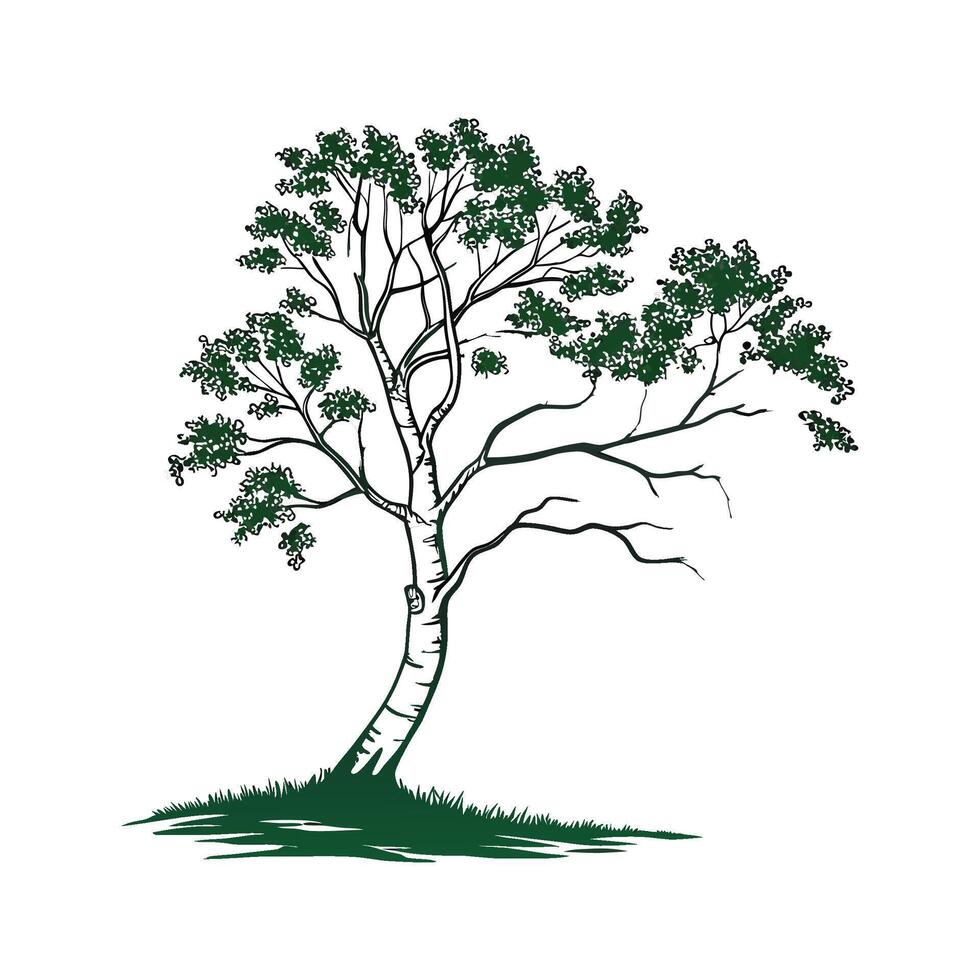Realistic Silver Birch Tree Bold Outline for Unique Art vector
