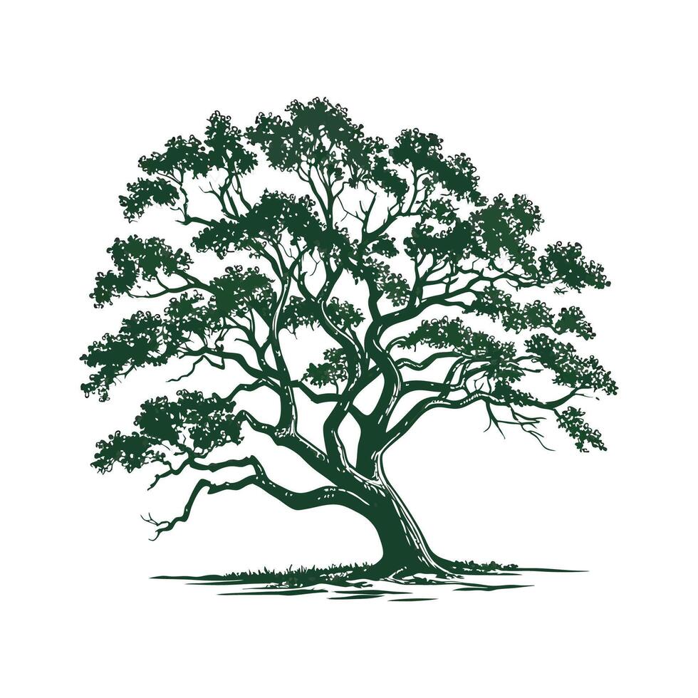 Southern Live Oak Tree Outline for Unique Illustrations vector