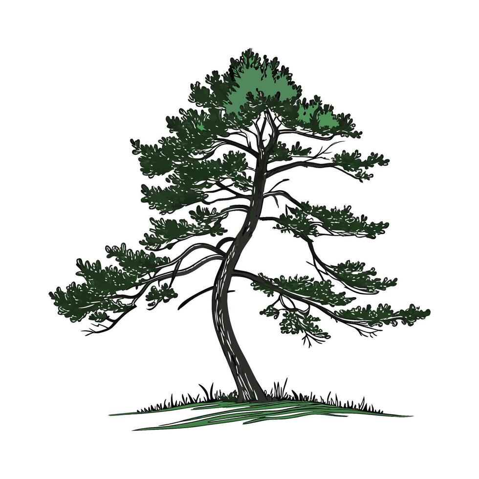 Sugar Pine Tree Bold Outline Design vector