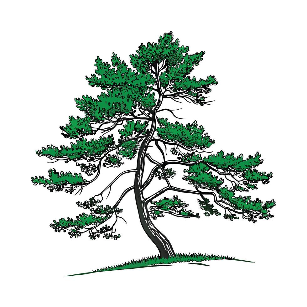 Sugar Pine Tree Bold Outline Illustration vector