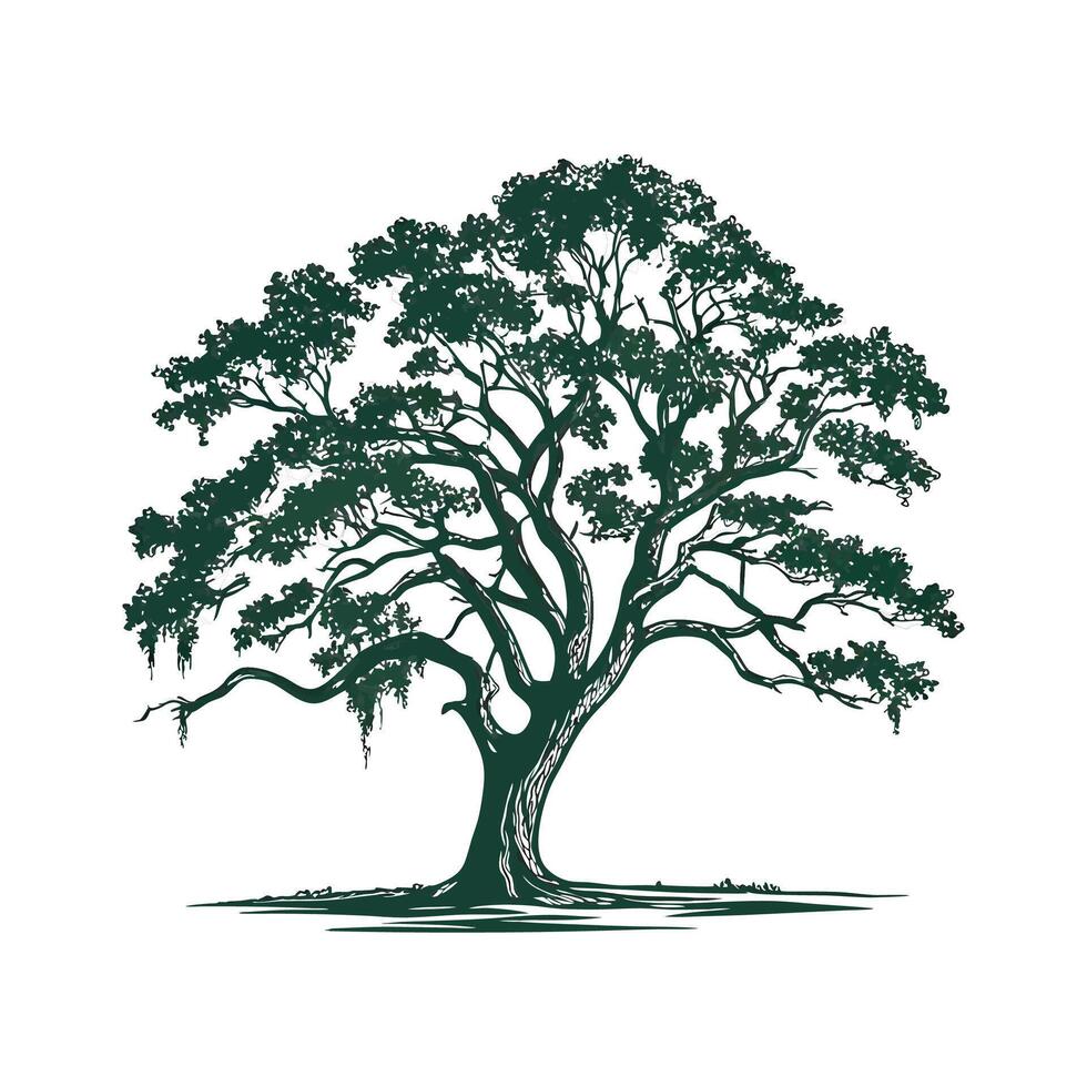 Realistic Southern Live Oak Tree Bold Outline for Unique Art vector