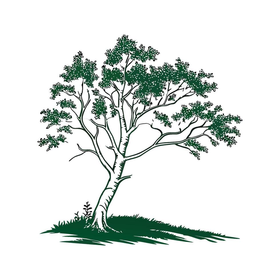 Sweet Birch Tree Bold Outline Illustration vector