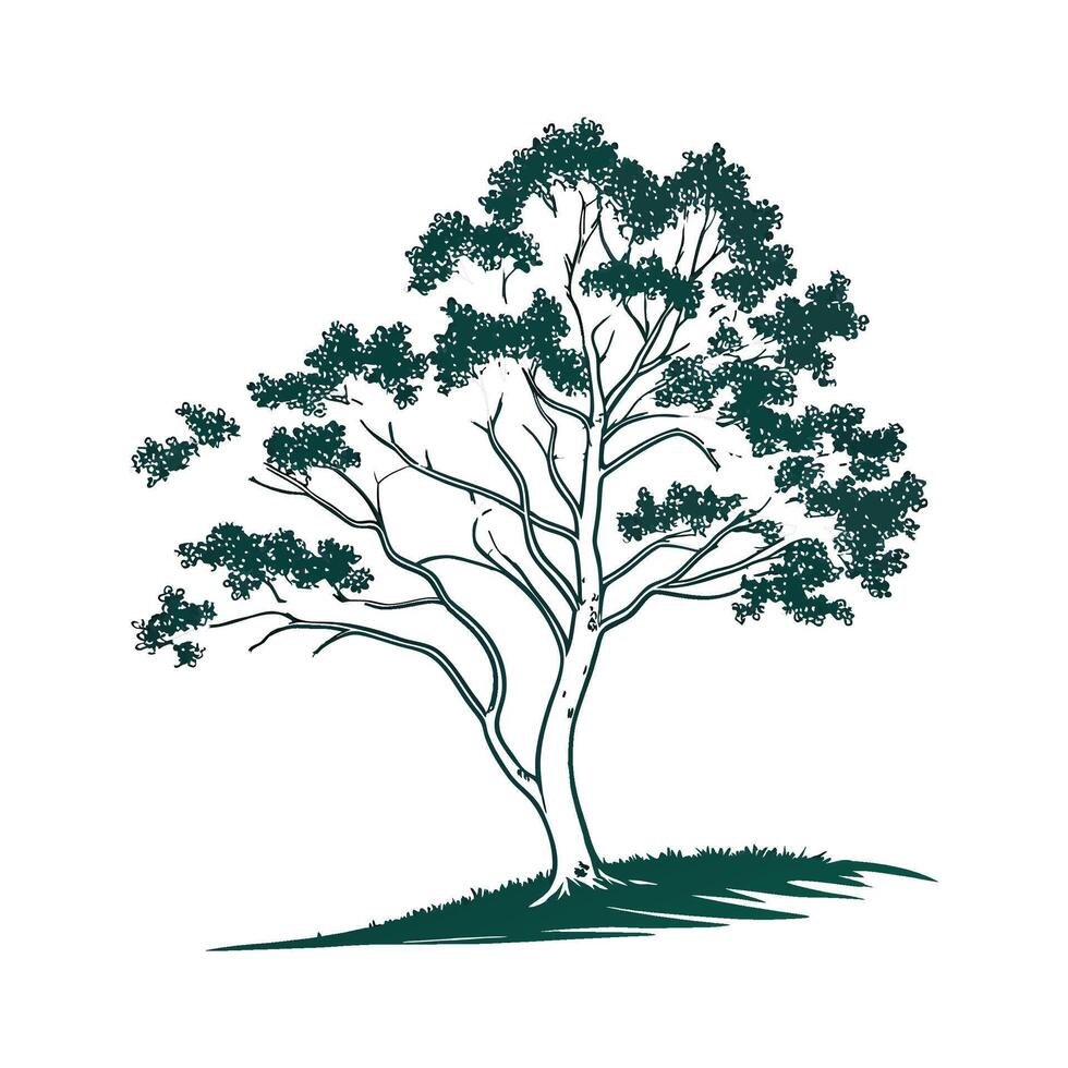 Sweet Birch Tree Outline Illustration vector