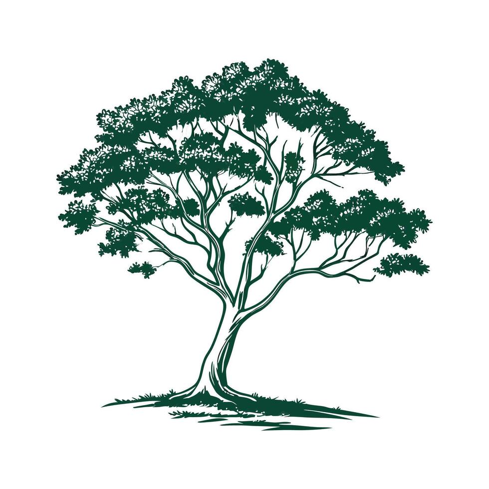 Tasmanian Myrtle Tree Outline Design vector