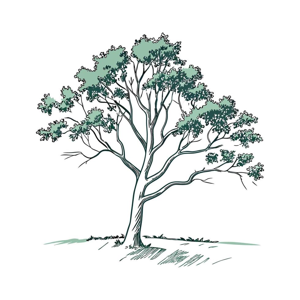 Tennessee Yellowwood Tree Outline Design vector