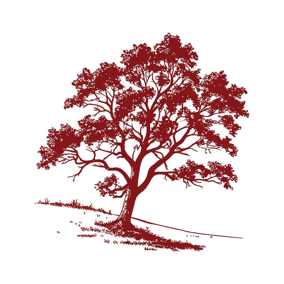 Bold Outline Texas Red Oak Tree vector