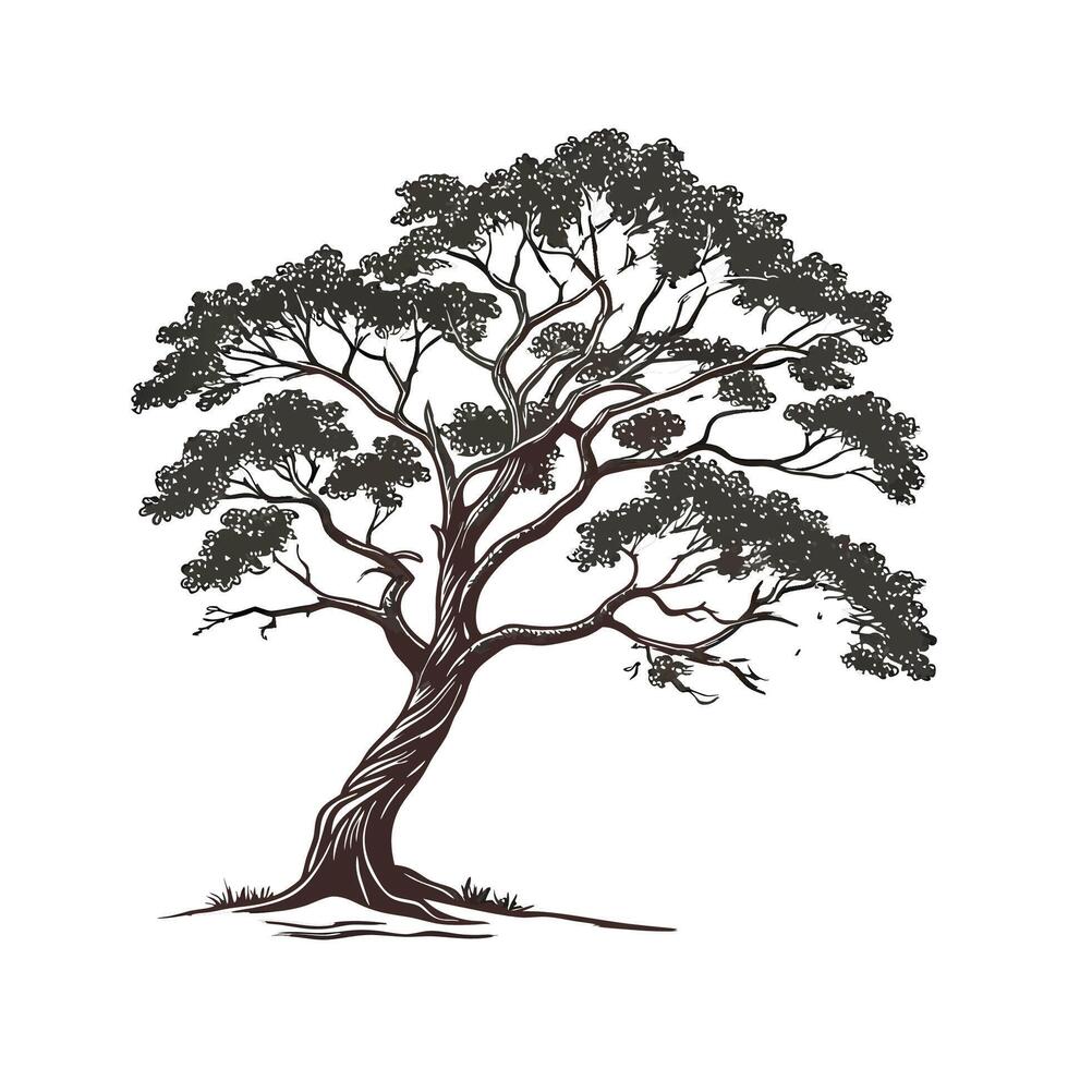 Bold Outline West Indian Mahogany Tree vector