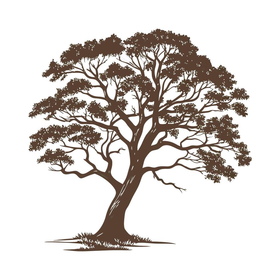 West Indian Mahogany Tree Bold Outline vector
