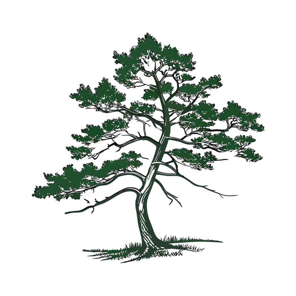 Bold Outline Western White Pine Tree vector