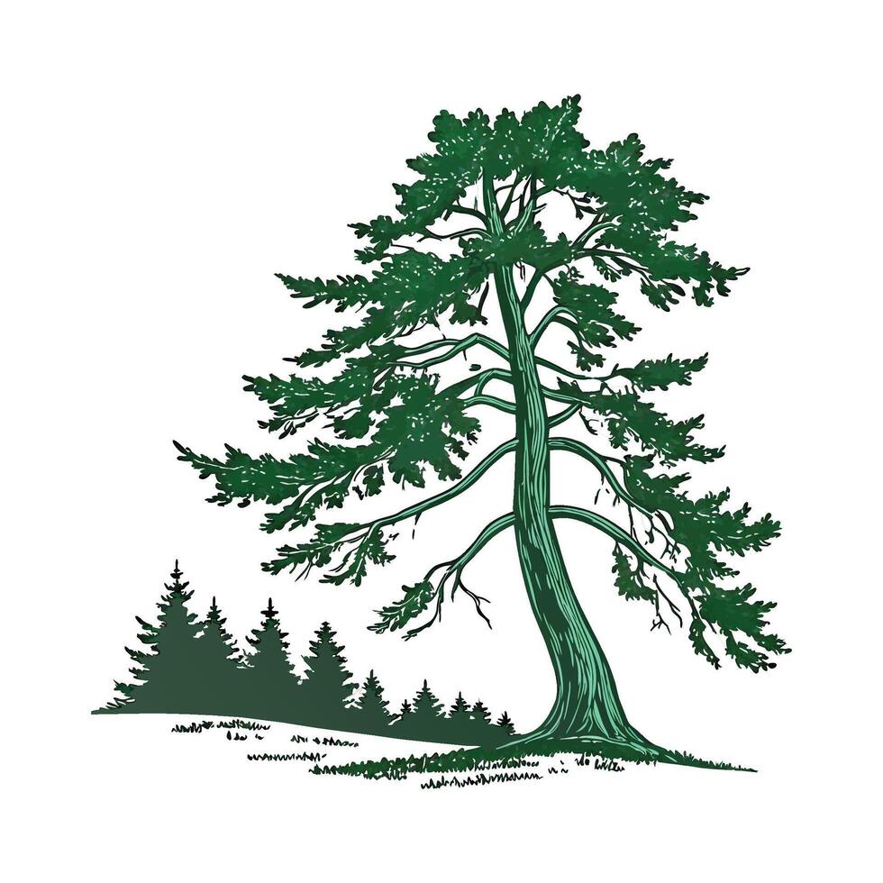 Western Hemlock Tree Outline Design vector