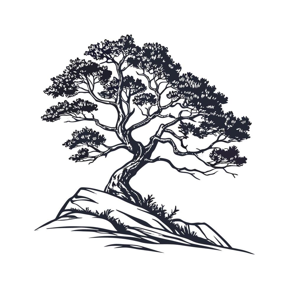 Bold Outline Rocky Mountain Juniper Tree vector
