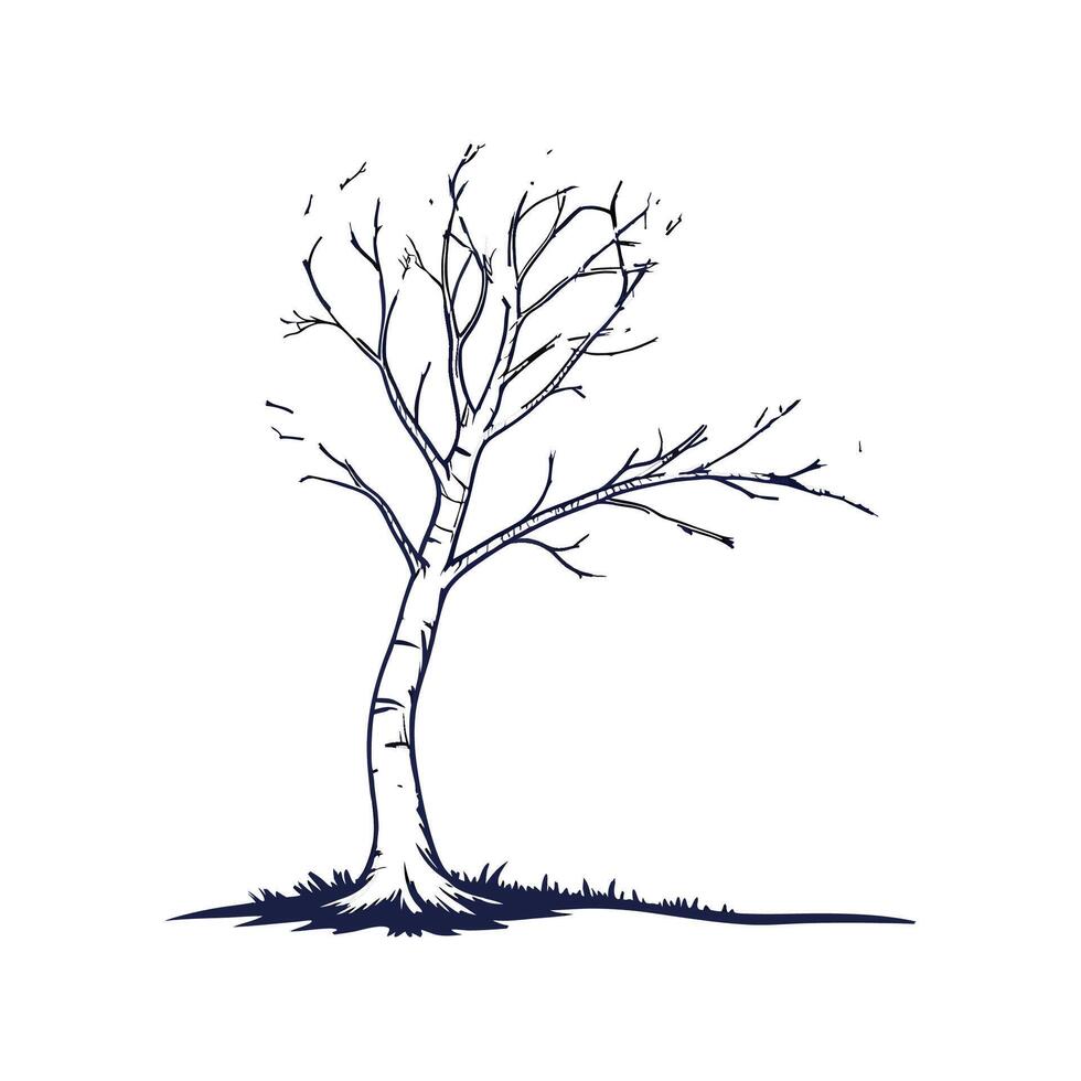 Outline of Silver Birch Tree Design vector
