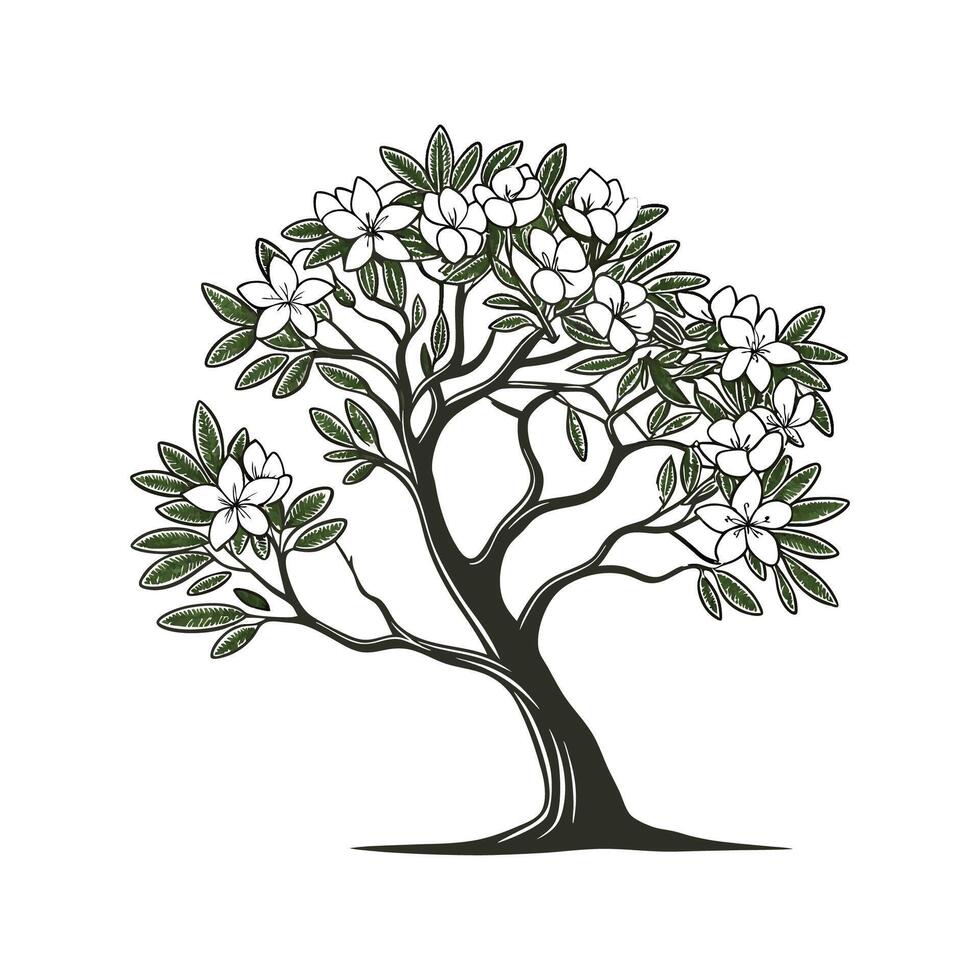 Outline of Sweet Bay Magnolia Tree vector