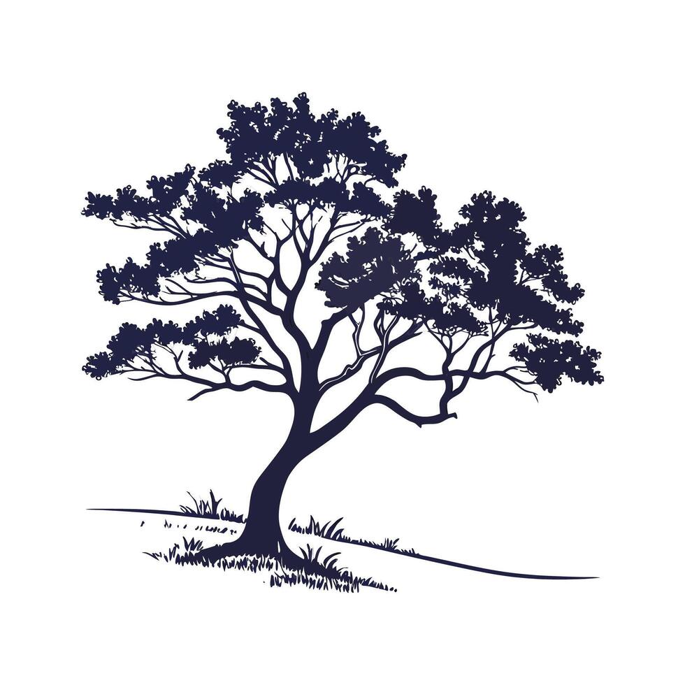 Outline of Texas Persimmon Tree vector